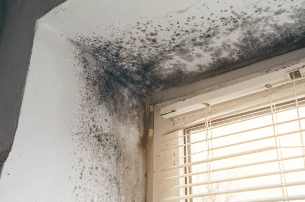 Affordable Mold Remediation solutions in Four Oaks, NC