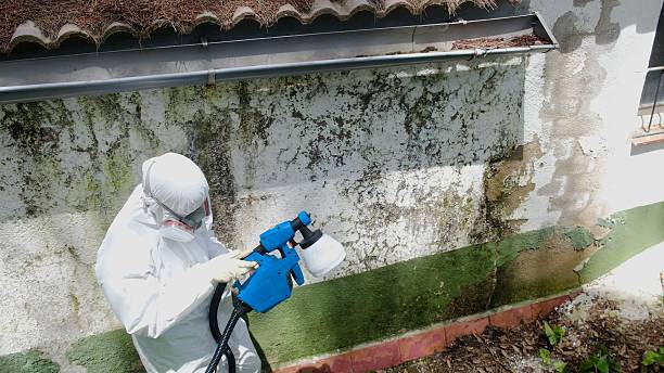 Trusted Mold Remediation service in Four Oaks, NC - Cheap Mold Removal